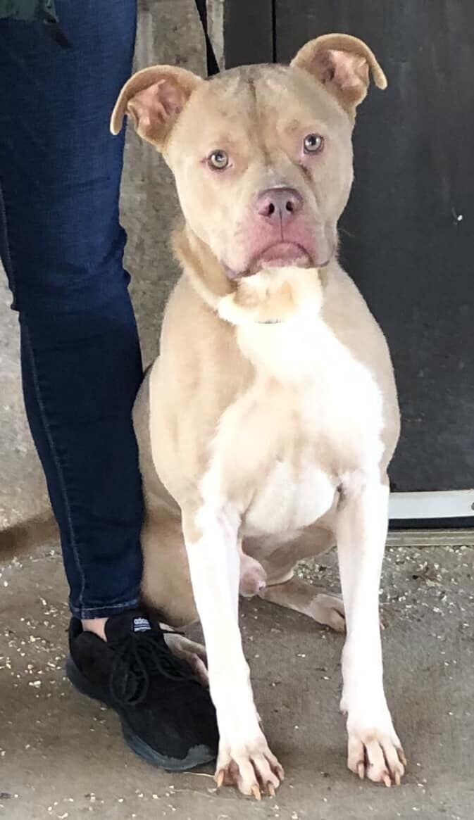Remi
